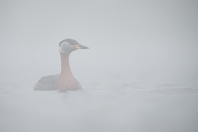 Hallpõsk-pütt udus